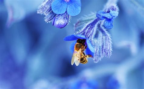 HD Wallpaper of a Bee Among Beautiful Blue Flowers