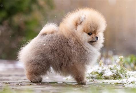 45 Pomeranian Haircuts & Grooming Ideas for Dog Lovers (2023 Styles)