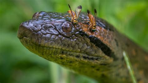 New species of giant snake discovered in the Amazon during filming for Nat Geo TV series 'Pole ...