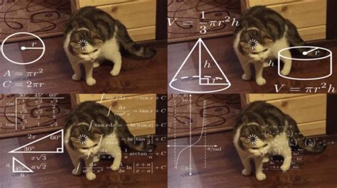 Loading cat doing math : r/memes