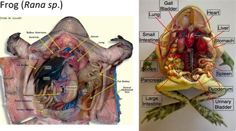 Solved Frog (Rana sp.) Gall Bladder Lung Heart Tudo M. | Chegg.com