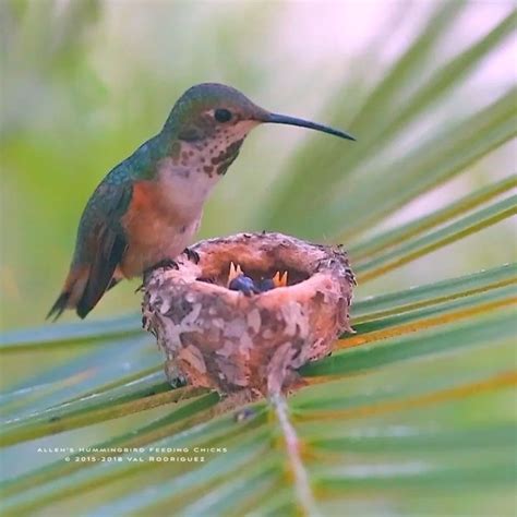 Allen’s hummingbird feeding her chicks | Animals beautiful, Pretty birds, Hummingbird pictures