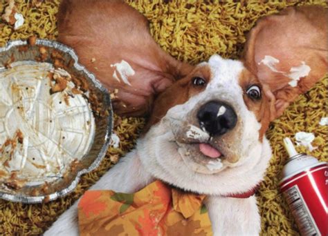 Thanksgiving Treats for your Pets | Dog thanksgiving, Dog photoshoot ...