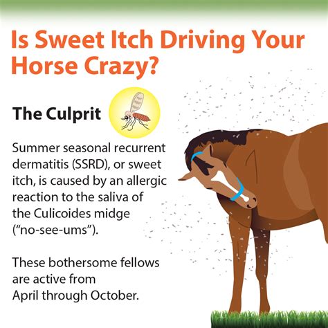 Is Sweet Itch Driving Your Horse Crazy? - KPP