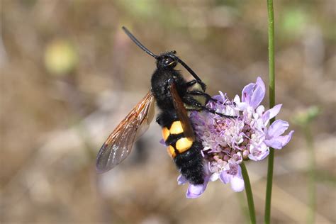 Scoliidae - Galerie et clés de détermination