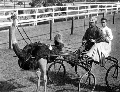 Ostrich Racing: 29 Unbelievable Yet Real Vintage Photos