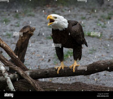 Bald eagle talons close up hi-res stock photography and images - Alamy