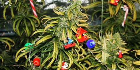 10 Best Weed Christmas Trees That Will Lift Your Christmas Spirit