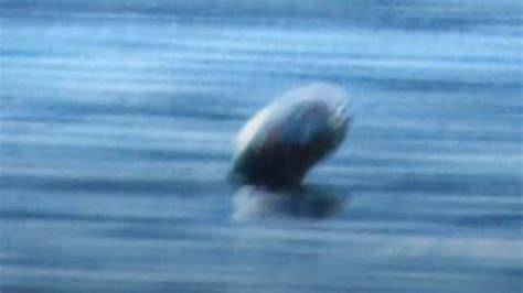 Canada’s legendary Ogopogo lake monster caught on video | The Advertiser