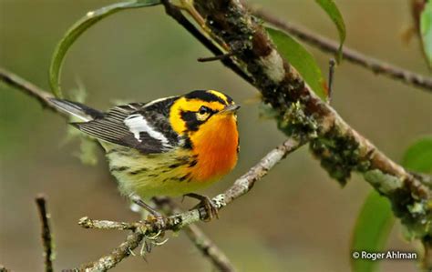 Blackburnian Warbler (Setophaga fusca) - Peru Aves