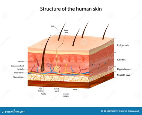 Skin Anatomy Detailed Vector Illustration. Structure Of The Human Skin ...