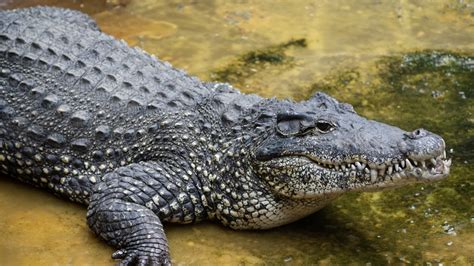 Endangered Cuban crocodile found dead at National Zoo after apparently ...