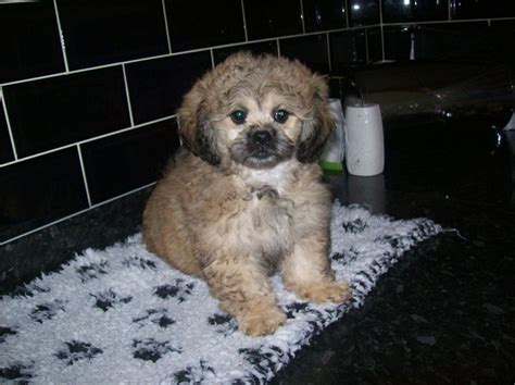 Peekapoo (Pekingese-Poodle Mix) Information, Temperament, Puppies ...