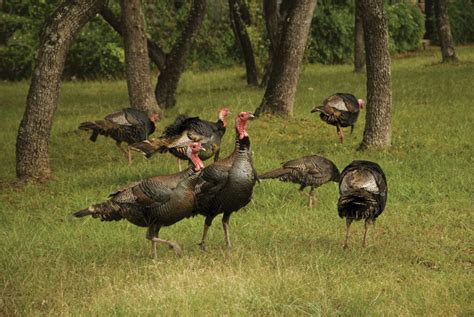 Three Days Hunting the Wild Turkey – Wrightsville Beach Magazine