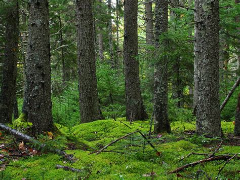 Maine Forest Acadia National Park Photograph by Juergen Roth