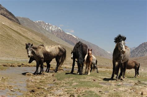 Zanskari Horse Info, Origin, History, Pictures