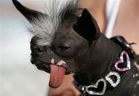 15 Photos Of The Most Adorable "Ugly" Dogs | World ugliest dog, Ugly dogs, Ugly animals