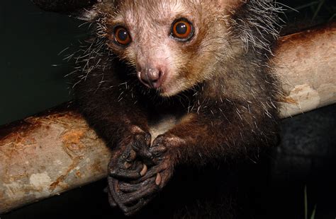 Aye-Aye | Duke Lemur Center