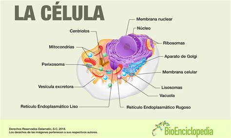 A Que Celula Pertenece La Membrana Celular - Compartir Celular