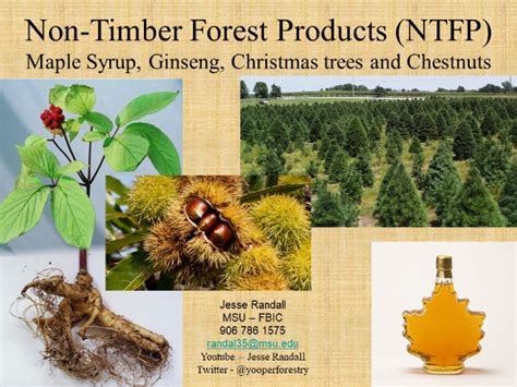 Non-Timber Forest Products - Ag For Tomorrow Conference - MSU Forestry ...