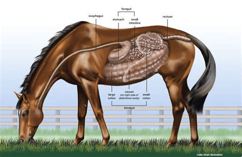 Understanding the Horse Digestive System - SmartPak