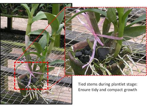 Dendrobium - Toh Garden: Singapore Orchid Plant & Flower Grower