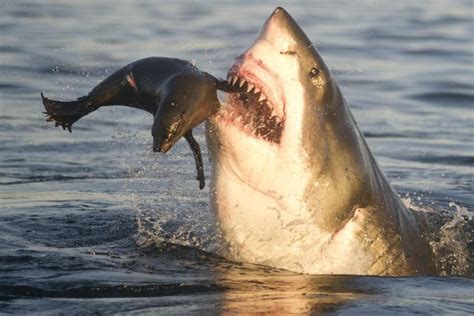 Christian Fowler Buzz: Do Sharks Attack Humans