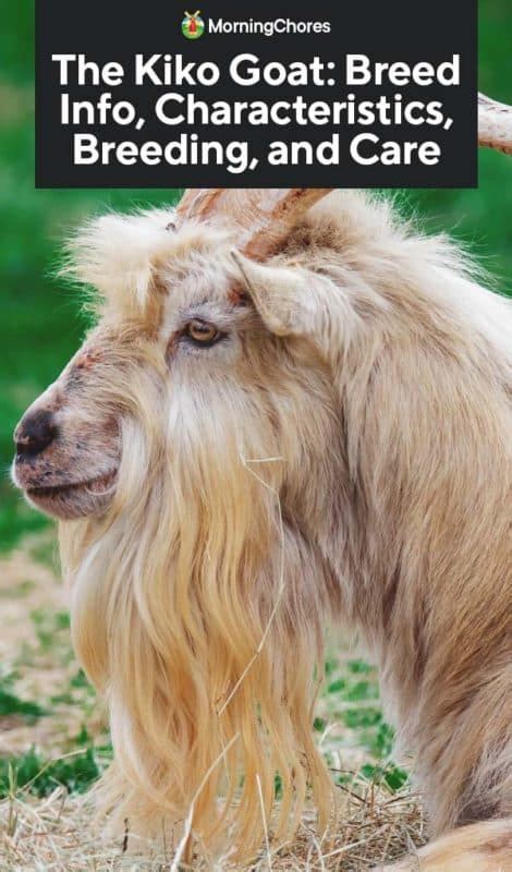 Kiko Goat: Breed Info, Characteristics, Breeding, and Care