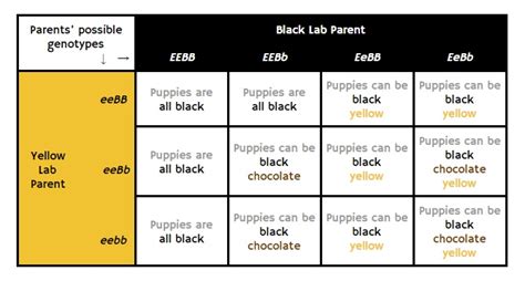 Labrador Colors - The Secrets of Labrador Color Inheritance