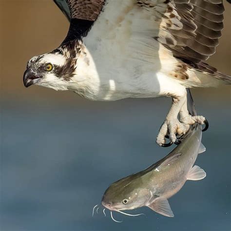 Awe-Inspiring Videos Show Powerful Ospreys Diving in Pursuit of Prey | LaptrinhX / News