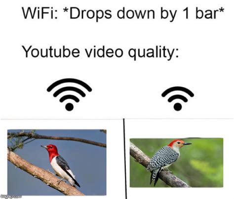 A Woodpecker Meme : r/birding