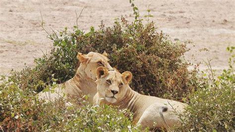 Kenya Safari - Young Male Lions at Amboseli National Park - YouTube