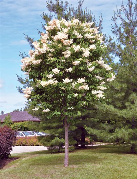 Ivory Silk Lilac | | Fort Wayne Trees