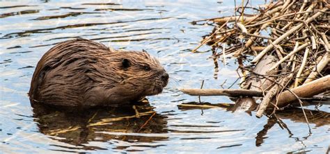 OSU Study: Fed Land Management Changes Would Save Habitat - The Corvallis Advocate