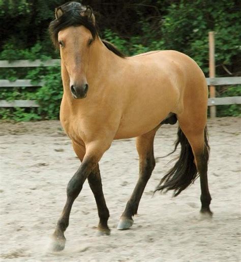 Buckskin Horse Trot Stallion Gelding Mare Horses And Dogs, Cute Horses, Wild Horses, All The ...