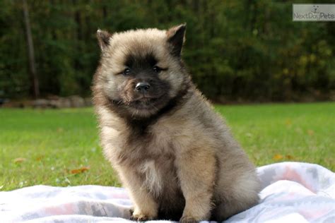 Keeshond puppy for sale near Lancaster, Pennsylvania. | 1a2ec2e6-a551