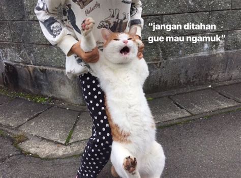 10 Meme lucu kucing lagi marah ini bikin susah tahan tawa