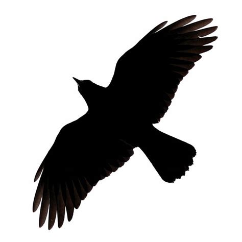 Crow Silhouette Clipart Best | Crow silhouette, Flying bird silhouette, Bird silhouette