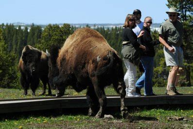 Man Seen Taunting Bison in Viral Video Arrested for Harassment