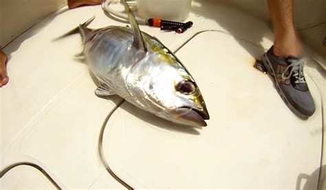 Blackfin Tuna fishing in South Florida - Double Threat Charters