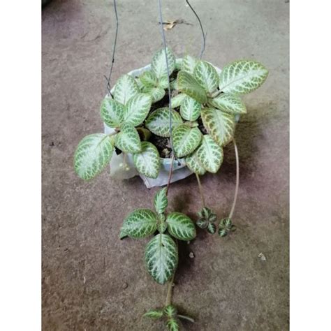 EPISCIA Plant Varieties(It's a seed, not a plant!) | Lazada PH