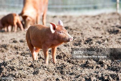 68 Tamworth Pig Stock Photos, High-Res Pictures, and Images - Getty Images