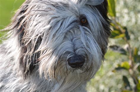 National Bergamasco Sheepdog Alliance