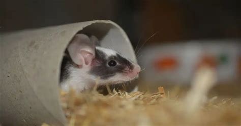 Choosing the Perfect Bedding for Your Pet Mice: A Comprehensive Guide ...