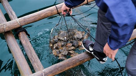 A Japanese Pearl Farm Shows Nature’s Artistic Process - The New York Times