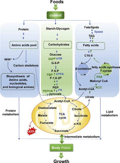 Protein, carbohydrate and lipid metabolism and communication in fish ...