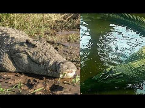 Gustave the Nile Crocodile Vs Lolong the Saltwater Crocodile - Who Would Win In A Fight? - YouTube