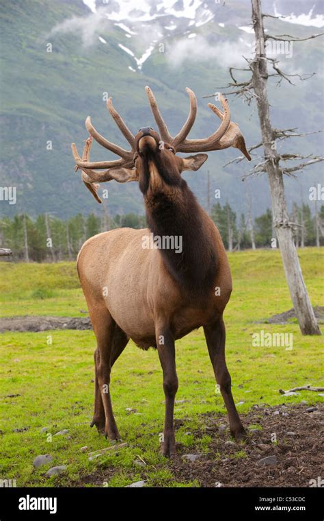 Roosevelt elk hi-res stock photography and images - Alamy