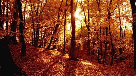 Autumn Forest Wallpapers - Wallpaper Cave