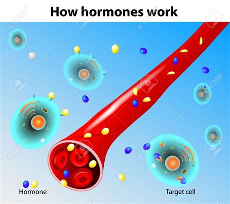 hormone: Hormones work Vector | Clipart Panda - Free Clipart Images